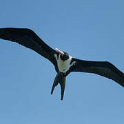 Christmas Frigatebird