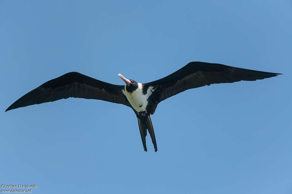 Christmas Frigatebird female adult, identification, Flight