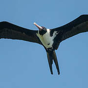 Christmas Frigatebird