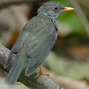 Tasman Sea Island Thrush