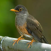 Tasman Sea Island Thrush