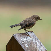 Norfolk Robin