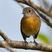 Norfolk Robin