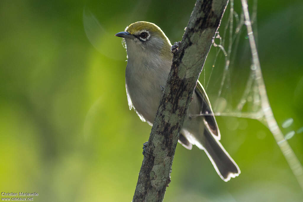 Christmas White-eyeadult, identification