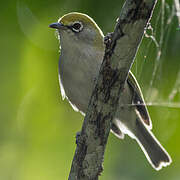 Christmas White-eye