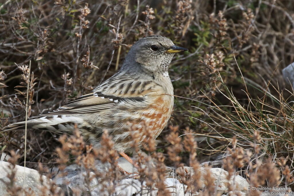 Alpine Accentor