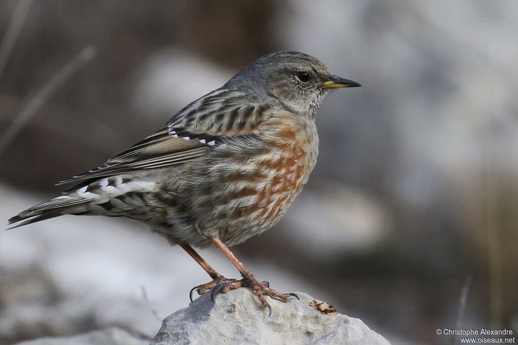 Alpine Accentor