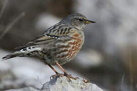 Alpine Accentor