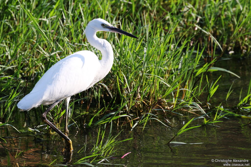 Little Egretadult