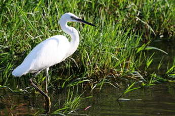 Aigrette garzette