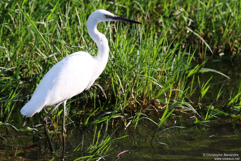 Aigrette garzetteadulte