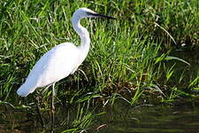 Aigrette garzette