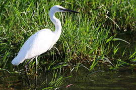 Little Egret