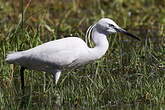 Aigrette garzette