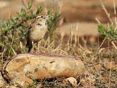 Greater Short-toed Lark