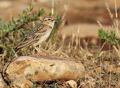 Greater Short-toed Lark