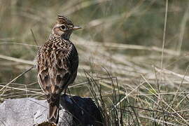 Eurasian Skylark