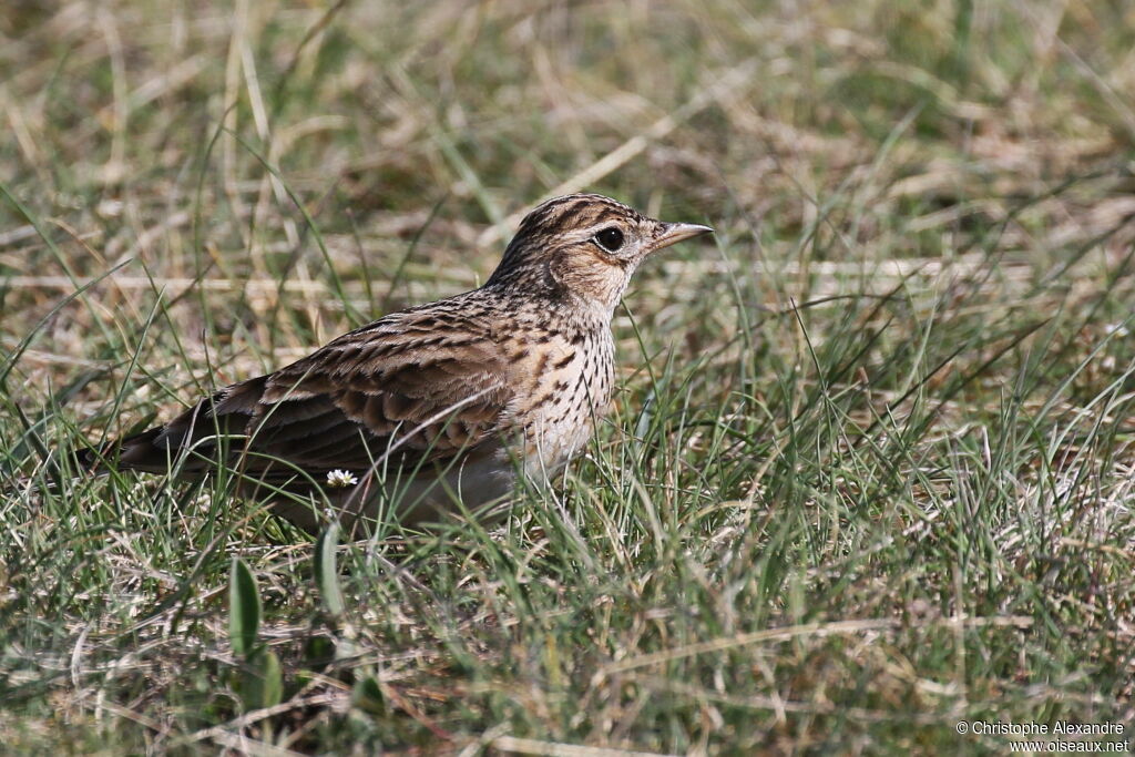 Alouette des champsadulte