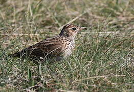 Eurasian Skylark