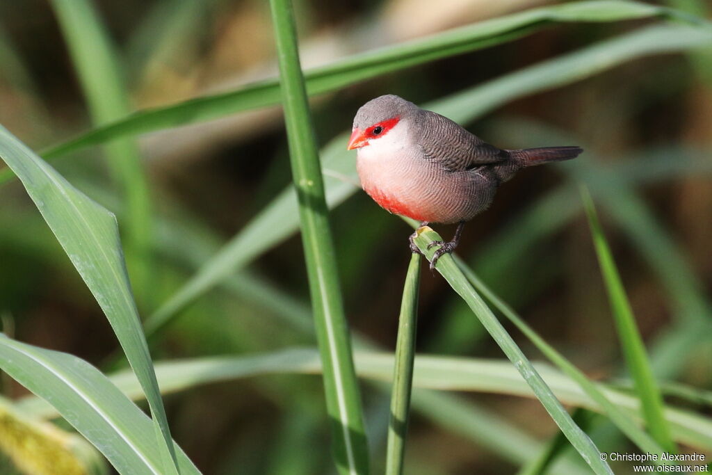 Common Waxbill