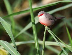 Common Waxbill