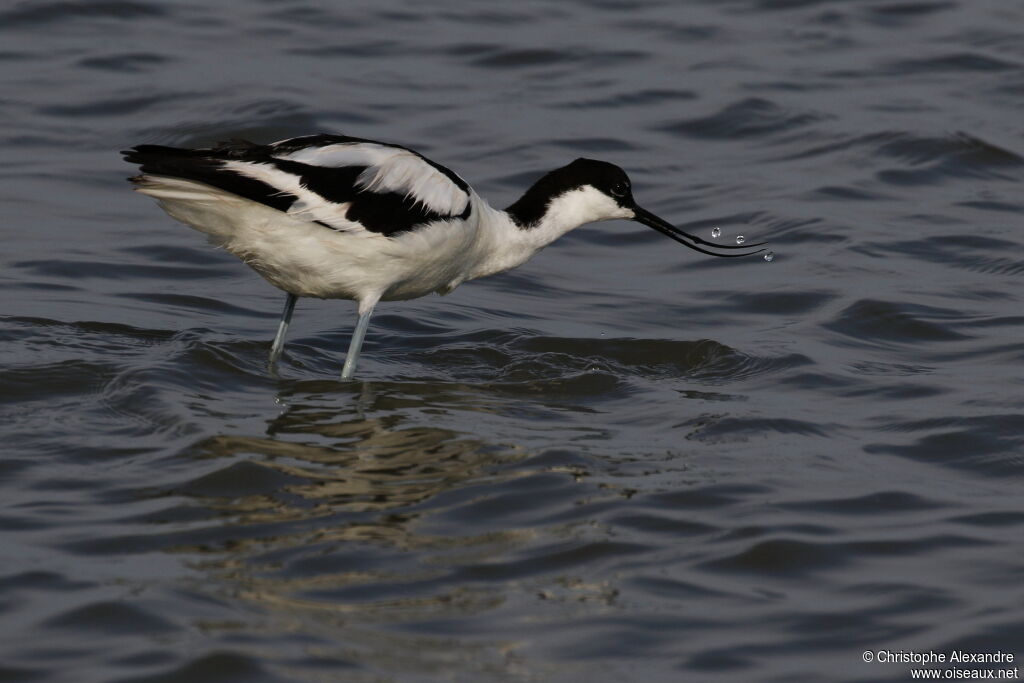 Avocette éléganteadulte