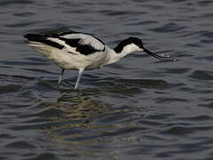 Avocette élégante