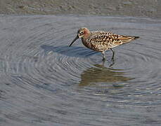 Curlew Sandpiper