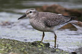 Red Knot