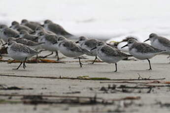 Bécasseau sanderling