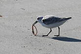 Bécasseau sanderling