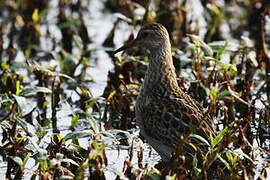 Pectoral Sandpiper