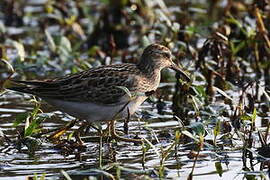 Pectoral Sandpiper