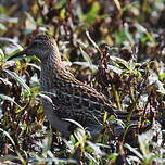 Bécasseau tacheté