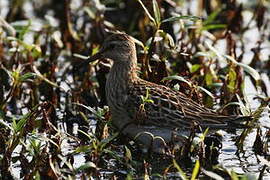 Pectoral Sandpiper