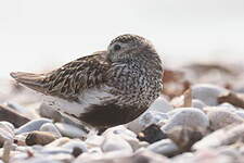 Bécasseau variable