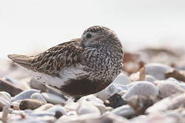 Bécasseau variable