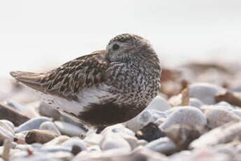 Bécasseau variable