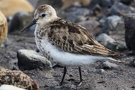 Dunlin