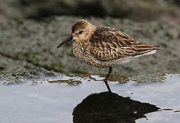 Dunlin