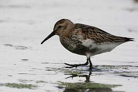 Dunlin