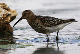 Dunlin