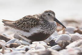 Bécasseau variable