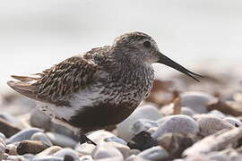 Bécasseau variable