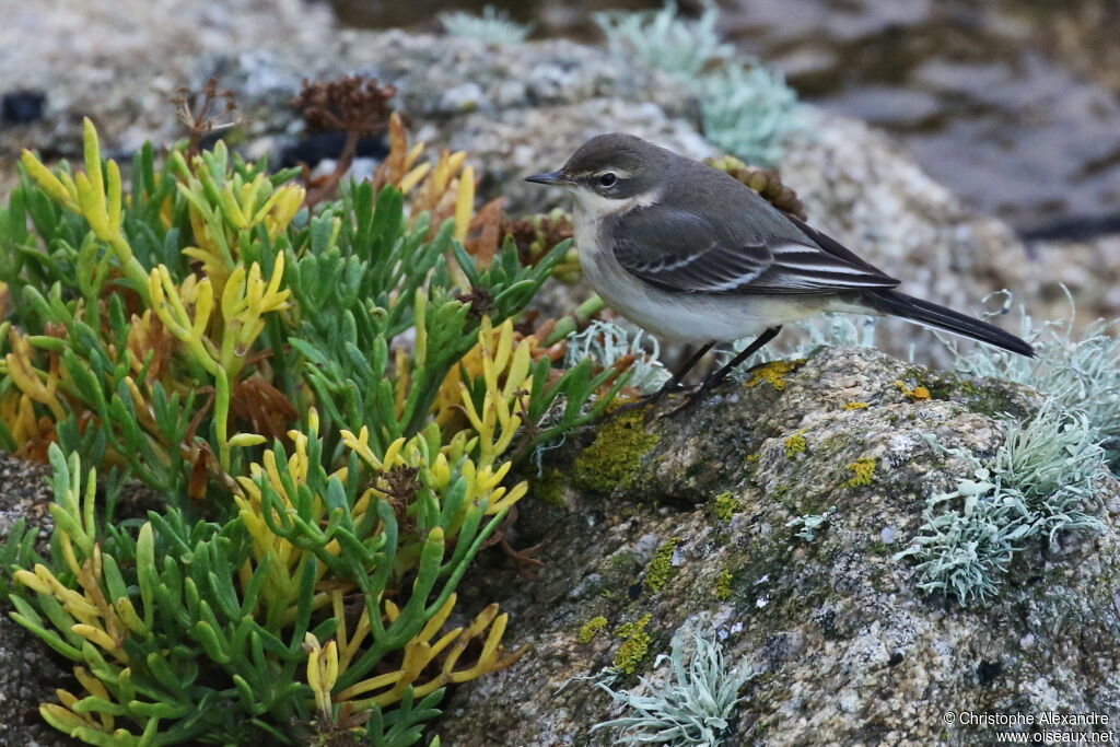 Eastern Yellow Wagtail