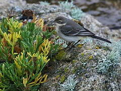 Eastern Yellow Wagtail