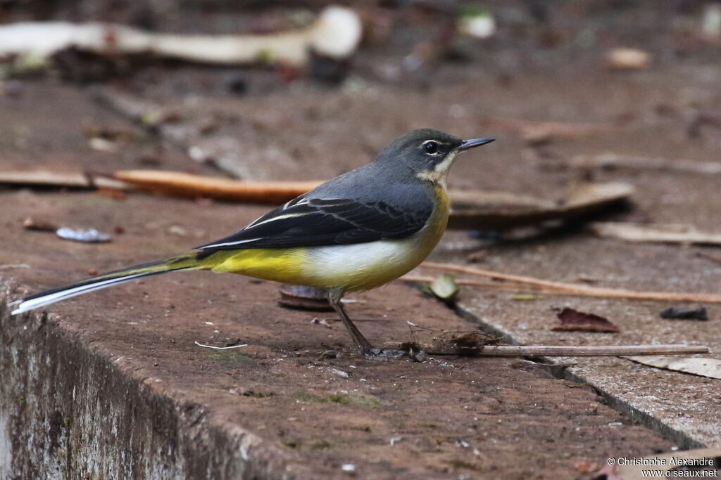 Grey Wagtailadult