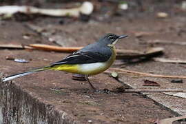 Grey Wagtail