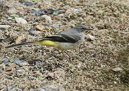 Grey Wagtail