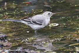 White Wagtail